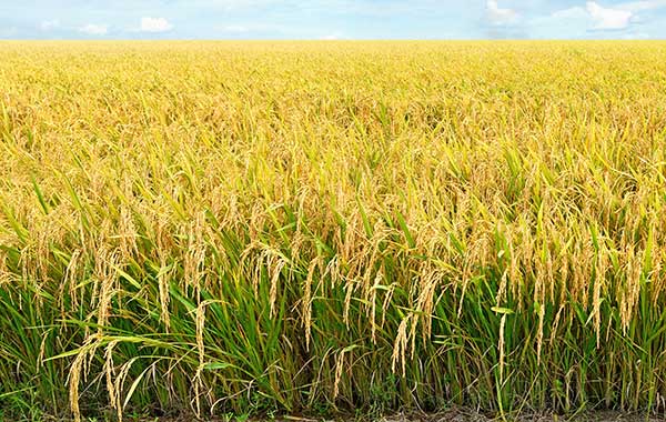 agricultural field