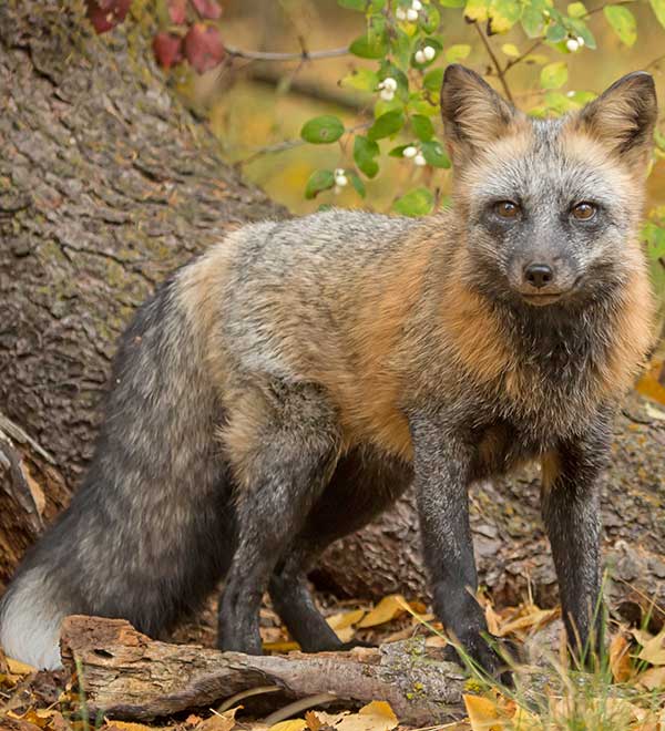 cross fox, standing in front of a tree