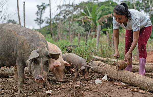 A farmer feeding her pigs