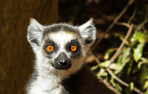 Ring-tailed lemur perched on a rock in Madagascar, Africa.