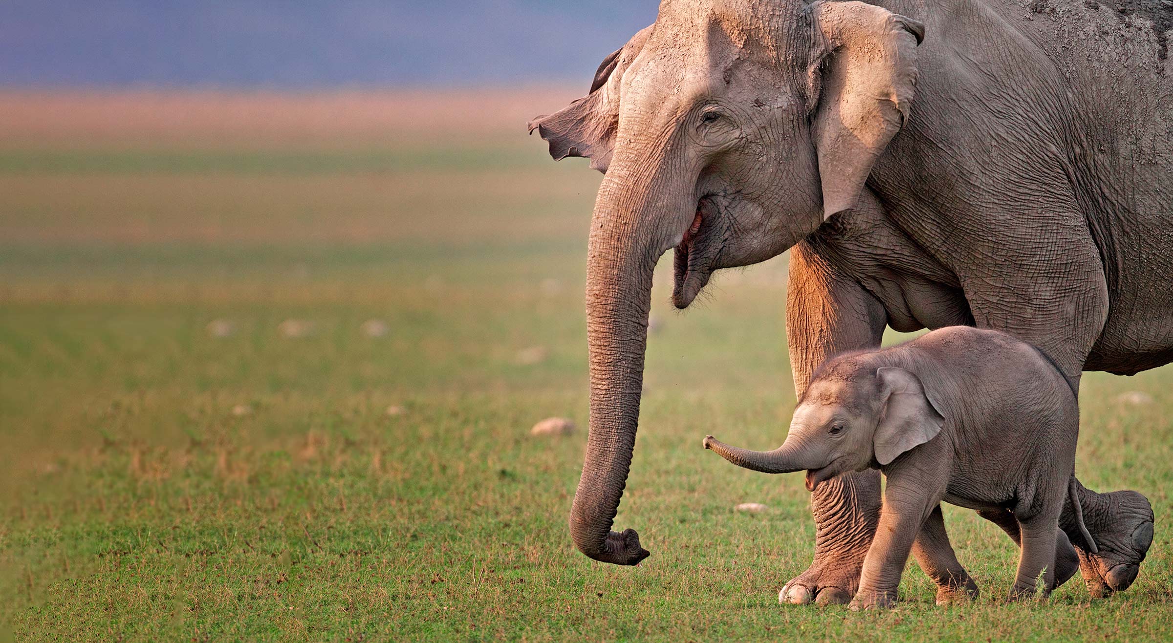 African elephant mother and calf