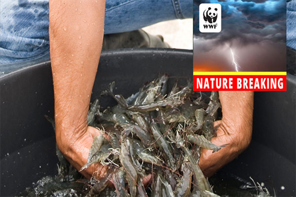 Nature Breaking logo with thunderstorm graphic and person sifting through shrimp in a bucket