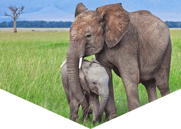 two young African elephants, standing close together