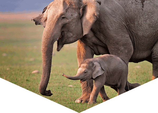 Asian elephant mother and calf