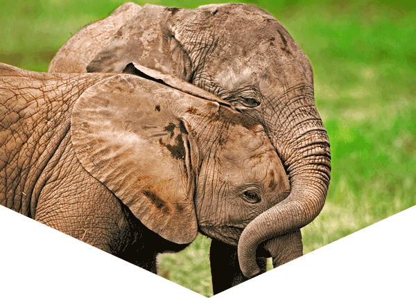 two elephant calves, close together