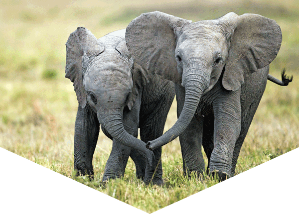 two elephant calves walking together