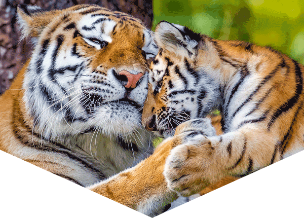 female tiger and cub, touching heads and paws