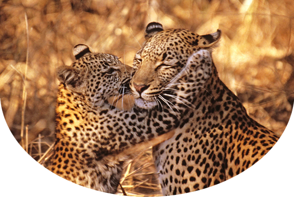 African leopard mother and cub