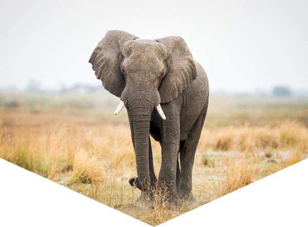 African elephant