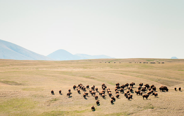 Herd of bison