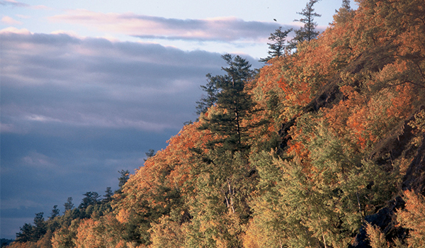 Temperate broadleaf (or deciduous forest) in Russia's Sikhote Alin mountains along the Khor River.