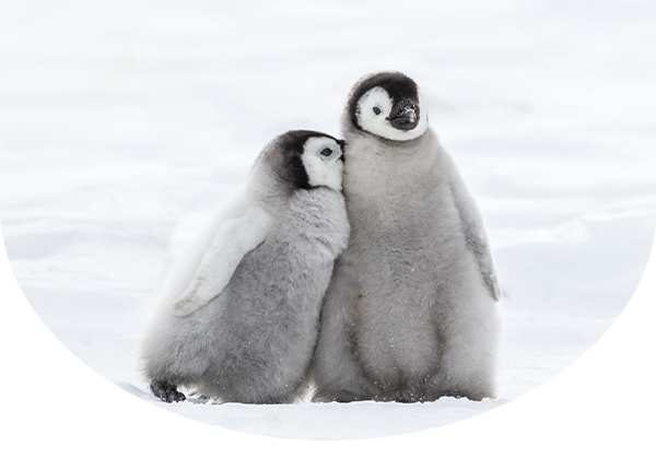 Two Emperor penguin chicks snuggling in the snow