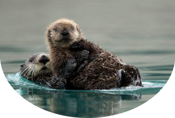 Two sea otters swimming in the ocean