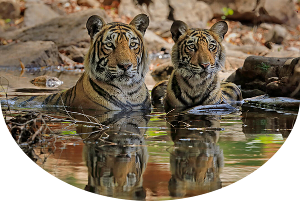 Two tigers wading in the water and staring straight ahead