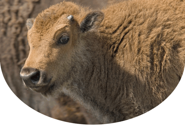 closeup of a bison calf