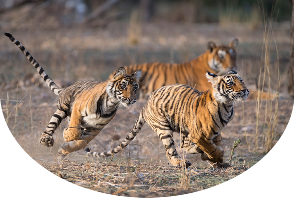 two tiger cubs playing