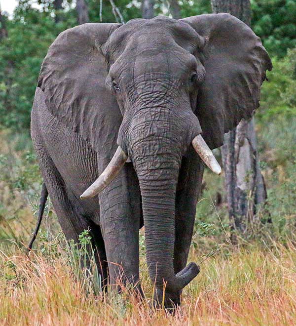 African savanna elephant