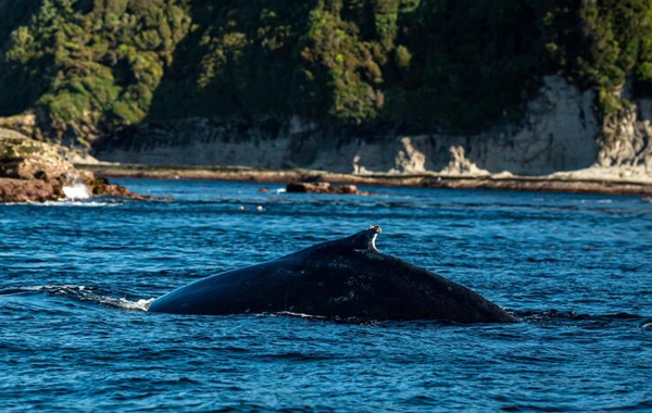 Whale fin sticking out of water