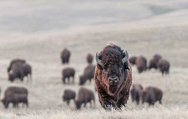 bison on the plains of Montana