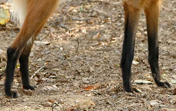 four legs with red and black hair