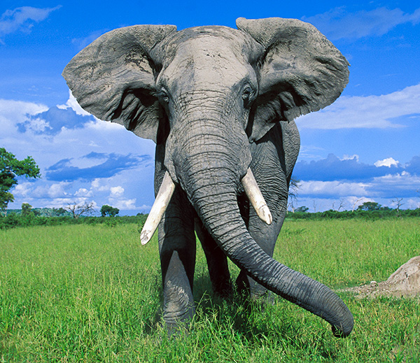 African elephant standing in a field