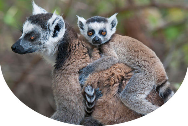 baby lemur laying on top of parent lemur