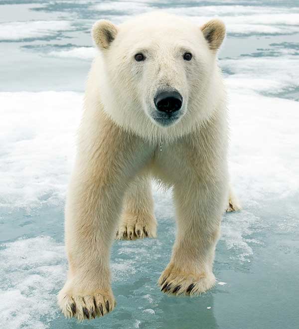 polar bear standing on ice