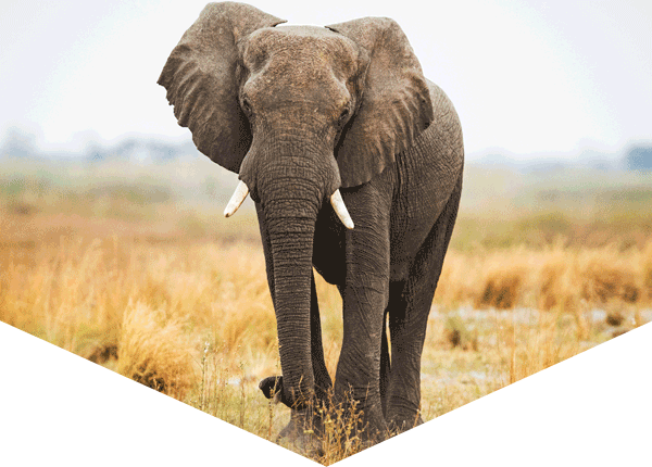 African elephant