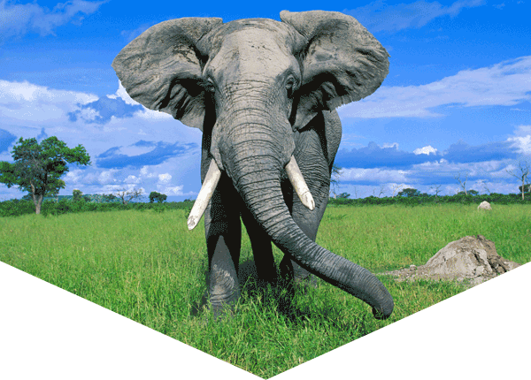 African elephant standing on grass