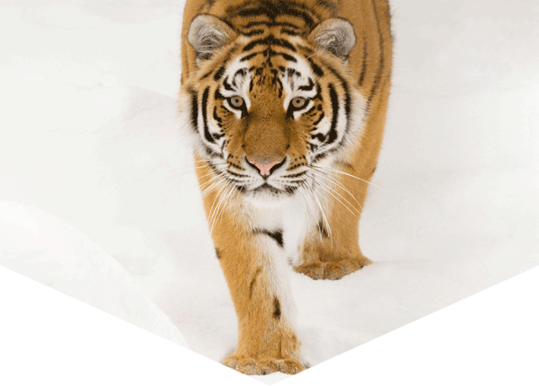 tiger walking in the snow