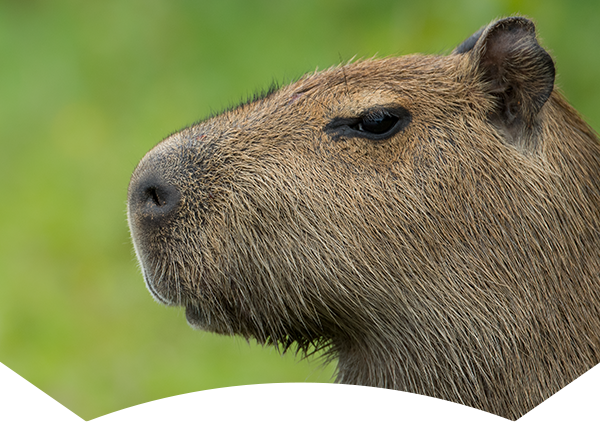 capybara looking left