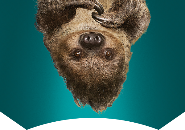 sloth hangs upside down