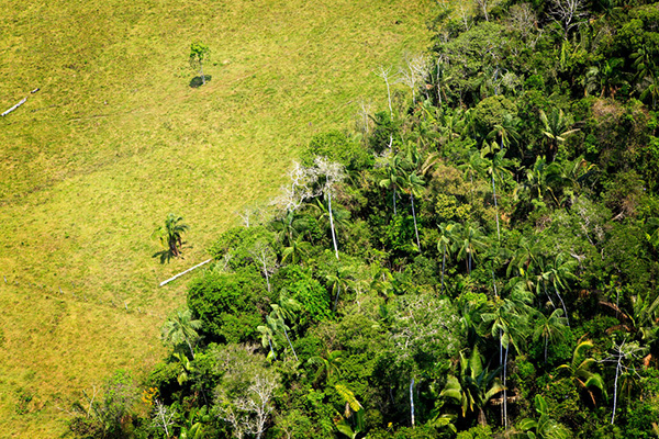 Deforestation in Amazon rainforest