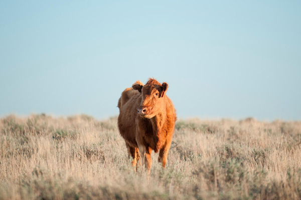 Cow in grasslands