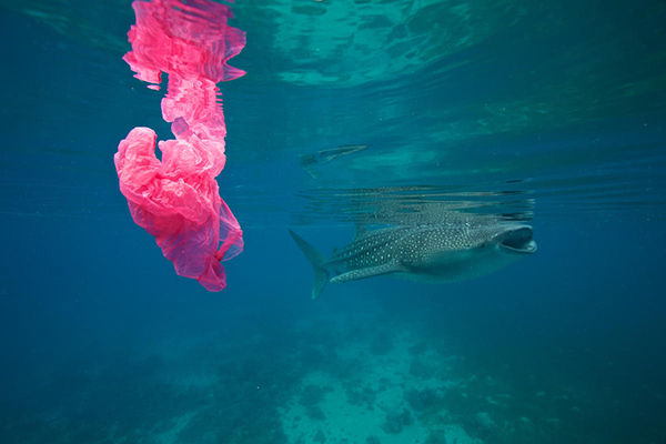 A whale shark and floating plastic bag