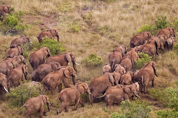 Herd of elephants