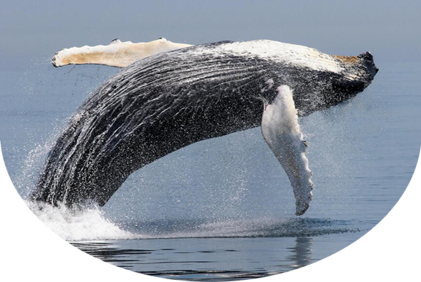 Humpback whale above the surface of the water with its back facing down