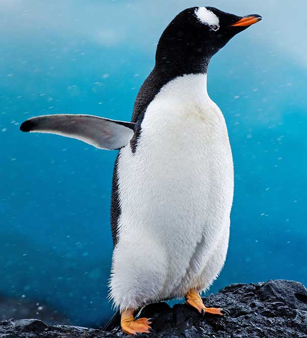 gentoo penguin standing on a rock with one flipper raised