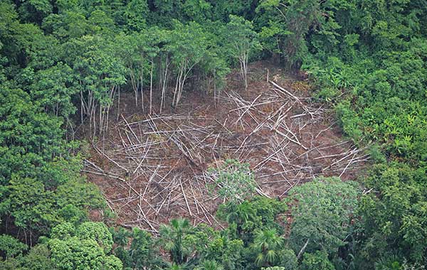 Deforestation in the Amazon