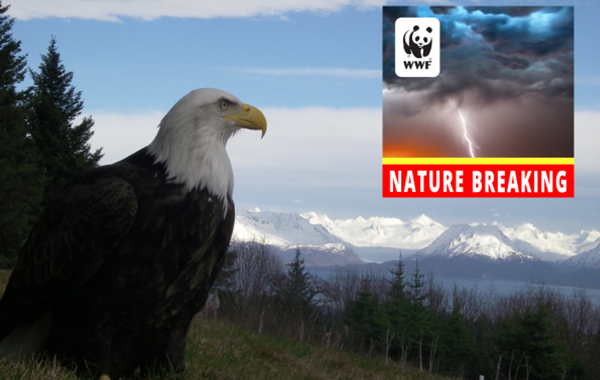 Bald eagle in profile