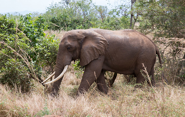 Elephant walking in plains in Tanzania