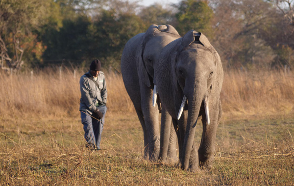 Elephants walking with a surveyor next to them