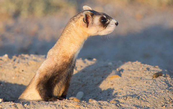 Black-footed ferret peering out of hole