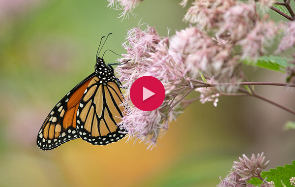 Monarch butterfly resting on a pink flower