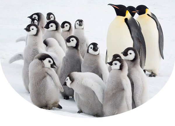 Curious emperor penguin chicks