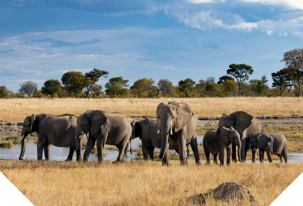 Herd of elephants standing by water on a savanna