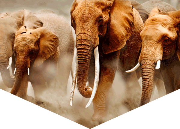 group of African elephants