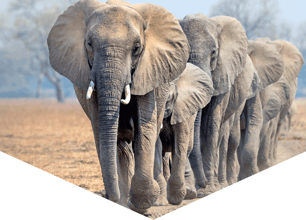 African elephants walking in a line