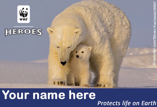 polar bear membership card