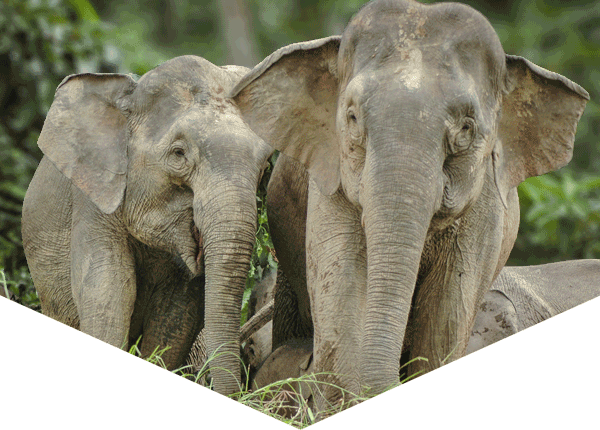 two Bornean elephants